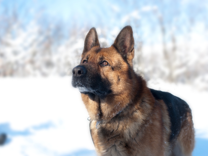 El perro es el primer amigo del hombre: la historia no contada de los perros