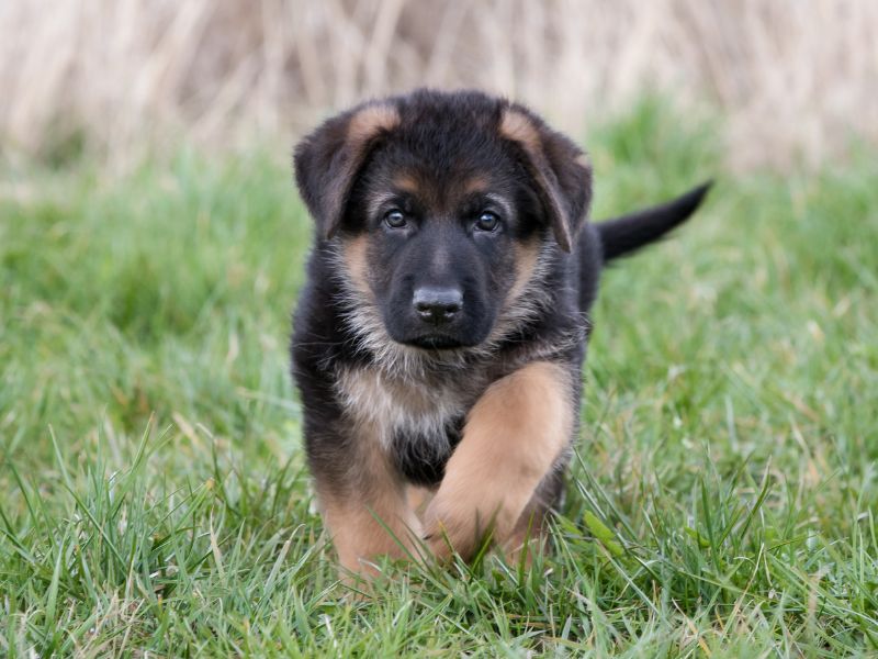 Recomendaciones para el cuidado de un cachorro OVEJERO ALEMÁN