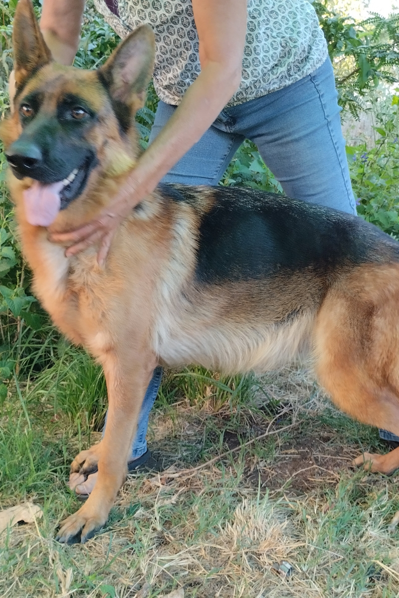 wallas-von-sam-criadero-ovejeros-alemanes-cordoba-von-der-can-habilis