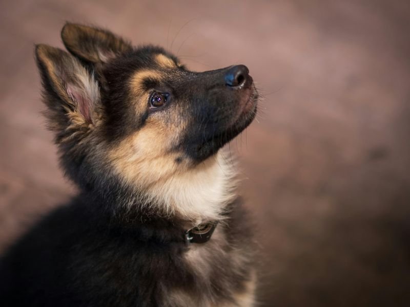 Cachorros de Ovejero Alemán: la alegría y lealtad desde el primer día