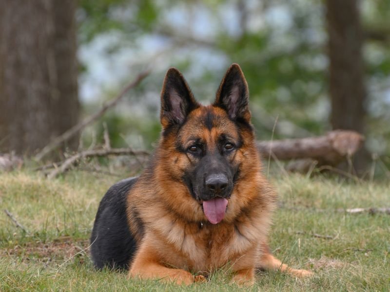 Ovejero Alemán: ese compañero inteligente y leal que todos quieren tener