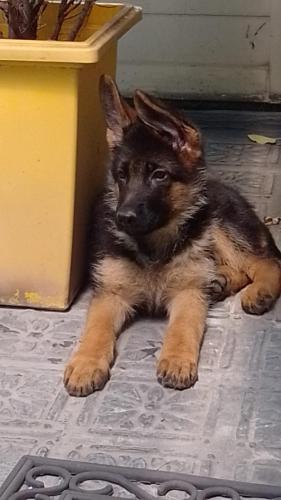 criadero-ovejeros-alemanes-cordoba-capilla-del-monte-can-habilis-cachorros-30