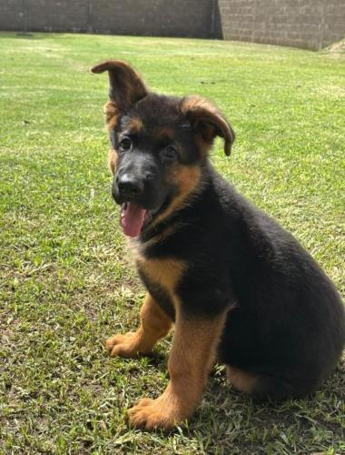 criadero-ovejeros-alemanes-cordoba-capilla-del-monte-can-habilis-cachorros-33