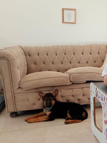 criadero-ovejeros-alemanes-cordoba-capilla-del-monte-can-habilis-cachorros-34