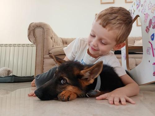 criadero-ovejeros-alemanes-cordoba-capilla-del-monte-can-habilis-cachorros-35