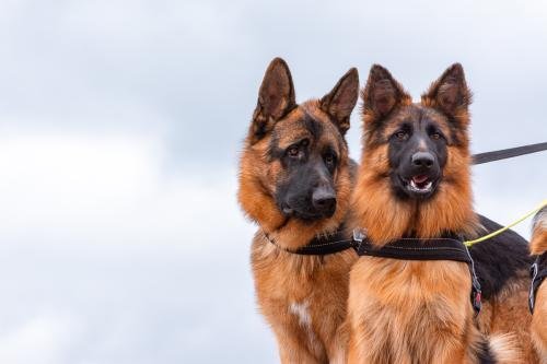 Criadero de Ovejeros Alemanes Can Habilis, TYSON CE CAMESAAI, QUEENY VON BERG OX