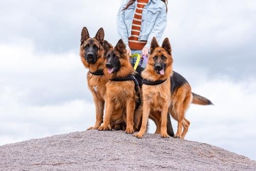 Criadero de Ovejeros Alemanes Can Habilis, TYSON CE CAMESAAI, QUEENY VON BERG OX, OFRA DE LA VANGUARDIA