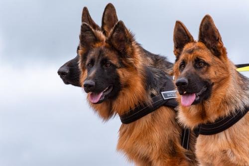 Criadero de Ovejeros Alemanes Can Habilis, TYSON CE CAMESAAI, QUEENY VON BERG OX, OFRA DE LA VANGUARDIA