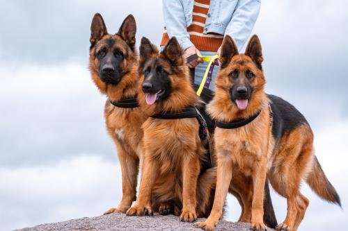 Criadero de Ovejeros Alemanes Can Habilis, TYSON CE CAMESAAI, QUEENY VON BERG OX, OFRA DE LA VANGUARDIA