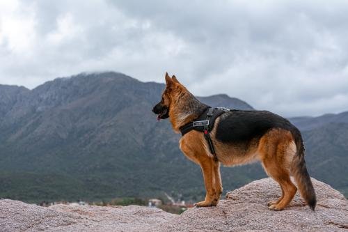 Criadero de Ovejeros Alemanes Can Habilis, OFRA DE LA VANGUARDIA