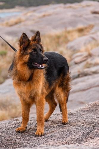 Criadero de Ovejeros Alemanes Can Habilis, QUEENY VON BERG OX